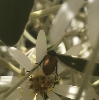 Phyllotocus sp. (genus) (Nectar scarab) at Booth, ACT - 1 Jan 2022 by Tapirlord