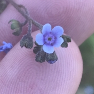 Cynoglossum australe at Booth, ACT - 2 Jan 2022 10:25 AM