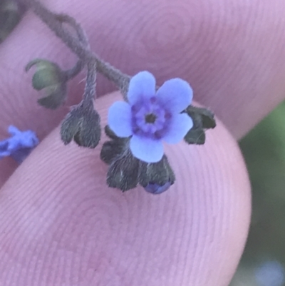Cynoglossum australe (Australian Forget-me-not) at Booth, ACT - 2 Jan 2022 by Tapirlord