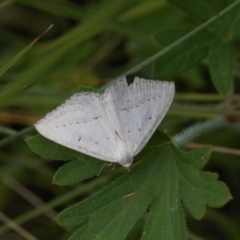 Taxeotis endela (Looper or geometer moth) at Mount Clear, ACT - 4 Jan 2022 by RAllen
