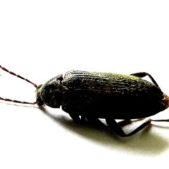 Homotrysis lugubris (Darkling beetle) at Crooked Corner, NSW - 11 Jan 2022 by Milly