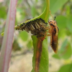Pseudoperga lewisii (A Sawfly) at Lions Youth Haven - Westwood Farm A.C.T. - 11 Jan 2022 by HelenCross