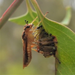 Pseudoperga lewisii at Stromlo, ACT - suppressed