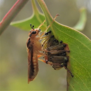 Pseudoperga lewisii at Stromlo, ACT - suppressed