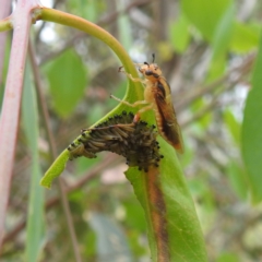 Pseudoperga lewisii at Stromlo, ACT - suppressed