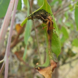 Pseudoperga lewisii at Stromlo, ACT - suppressed