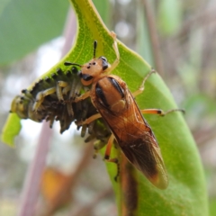 Pseudoperga lewisii at Stromlo, ACT - suppressed