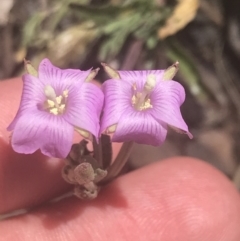 Epilobium billardiereanum subsp. cinereum (Hairy Willow Herb) at Booth, ACT - 1 Jan 2022 by Tapirlord