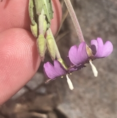 Epilobium billardiereanum subsp. cinereum at Booth, ACT - 2 Jan 2022