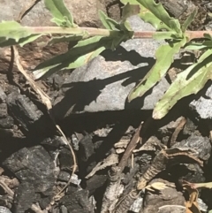 Epilobium billardiereanum subsp. cinereum at Booth, ACT - 2 Jan 2022