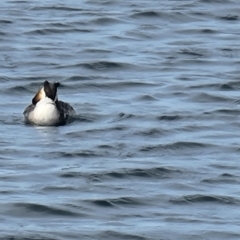 Podiceps cristatus (Great Crested Grebe) at Williamstown, VIC - 11 Jan 2022 by KarenC