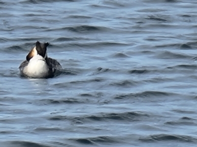 Podiceps cristatus (Great Crested Grebe) at Williamstown, VIC - 11 Jan 2022 by KarenC