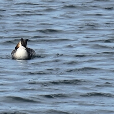 Podiceps cristatus (Great Crested Grebe) at Williamstown, VIC - 11 Jan 2022 by Karen_C