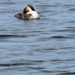 Podiceps cristatus at Williamstown, VIC - 11 Jan 2022