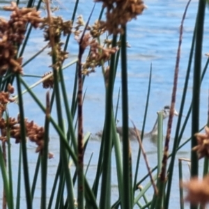 Podiceps cristatus at Williamstown, VIC - 11 Jan 2022