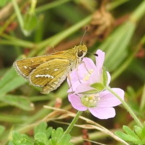 Taractrocera papyria at Stromlo, ACT - suppressed