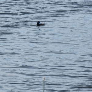 Oxyura australis at Williamstown, VIC - 11 Jan 2022