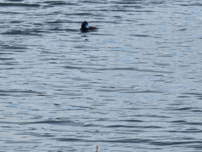 Oxyura australis (Blue-billed Duck) at Williamstown, VIC - 11 Jan 2022 by KarenC