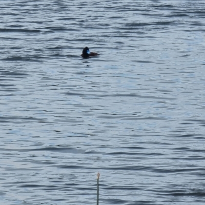 Oxyura australis (Blue-billed Duck) at Williamstown, VIC - 11 Jan 2022 by Karen_C