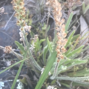 Plantago varia at Booth, ACT - 2 Jan 2022 10:44 AM