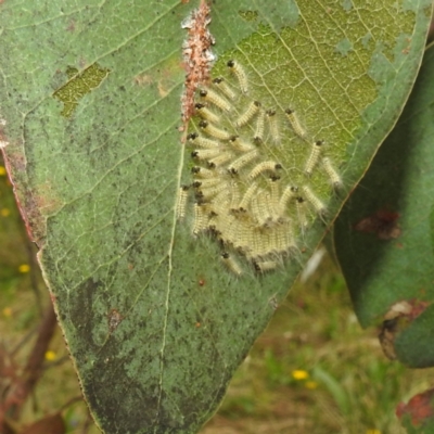 Uraba lugens (Gumleaf Skeletonizer) at Lions Youth Haven - Westwood Farm A.C.T. - 11 Jan 2022 by HelenCross