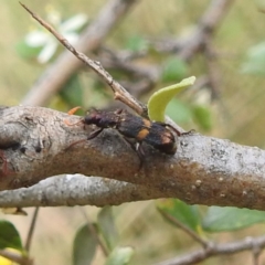 Eleale pulchra (Clerid beetle) at Lions Youth Haven - Westwood Farm A.C.T. - 11 Jan 2022 by HelenCross