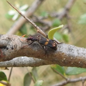 Eleale pulchra at Stromlo, ACT - 11 Jan 2022