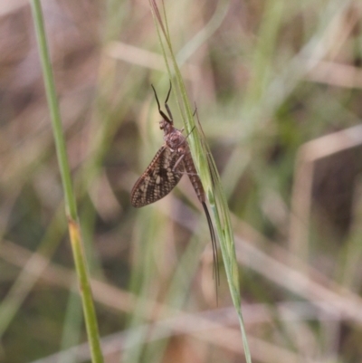 Ephemeroptera (order) (Unidentified Mayfly) at Namadgi National Park - 3 Jan 2022 by RAllen