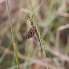 Unidentified Mayfly (Ephemeroptera) (TBC) at Mount Clear, ACT - 3 Jan 2022 by RAllen