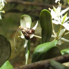 Nemophora sparsella (An Adelid Moth) at Lions Youth Haven - Westwood Farm A.C.T. - 11 Jan 2022 by HelenCross