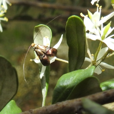 Nemophora sparsella (An Adelid Moth) at Lions Youth Haven - Westwood Farm - 11 Jan 2022 by HelenCross