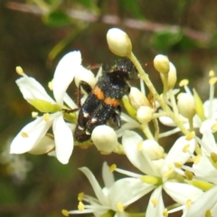 Eleale pulchra (Clerid beetle) at Lions Youth Haven - Westwood Farm A.C.T. - 11 Jan 2022 by HelenCross