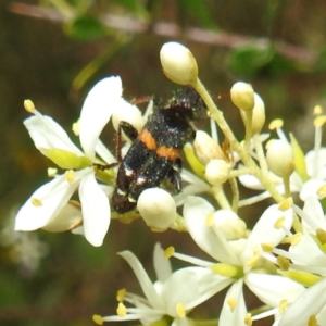 Eleale pulchra at Stromlo, ACT - 11 Jan 2022