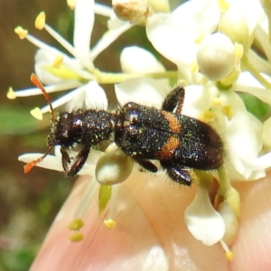 Eleale pulchra at Stromlo, ACT - 11 Jan 2022