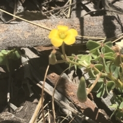 Oxalis perennans (Grassland Wood Sorrel) at Booth, ACT - 2 Jan 2022 by Tapirlord