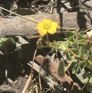 Oxalis perennans at Booth, ACT - 2 Jan 2022 10:48 AM