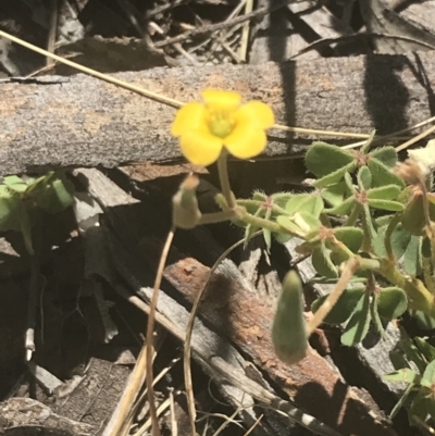 Oxalis perennans (Grassland Wood Sorrel) at Booth, ACT - 1 Jan 2022 by Tapirlord