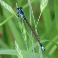 Ischnura heterosticta (Common Bluetail Damselfly) at Isabella Pond - 11 Jan 2022 by RodDeb