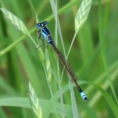 Ischnura heterosticta at Monash, ACT - 11 Jan 2022