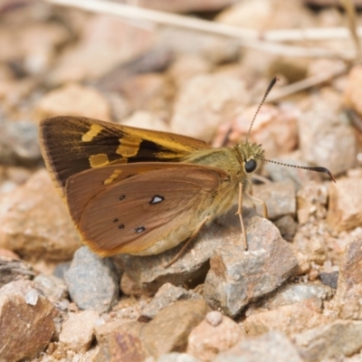Trapezites eliena (Orange Ochre) at Mount Clear, ACT - 4 Jan 2022 by RAllen