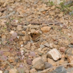 Trapezites eliena at Mount Clear, ACT - 4 Jan 2022