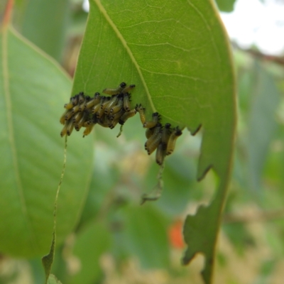 Paropsis atomaria (Eucalyptus leaf beetle) at Lions Youth Haven - Westwood Farm A.C.T. - 11 Jan 2022 by HelenCross