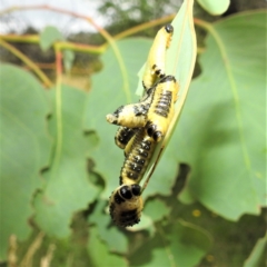 Paropsis atomaria (Eucalyptus leaf beetle) at Lions Youth Haven - Westwood Farm A.C.T. - 11 Jan 2022 by HelenCross