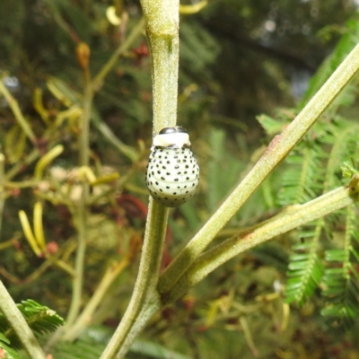 Dicranosterna immaculata (Acacia leaf beetle) at Lions Youth Haven - Westwood Farm A.C.T. - 11 Jan 2022 by HelenCross