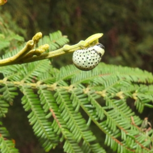 Dicranosterna immaculata at Stromlo, ACT - 11 Jan 2022