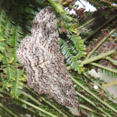Ectropis fractaria (Ringed Bark Moth) at Stromlo, ACT - 11 Jan 2022 by HelenCross