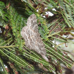 Ectropis fractaria at Stromlo, ACT - suppressed