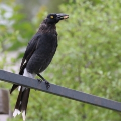 Strepera graculina (Pied Currawong) at Monash, ACT - 11 Jan 2022 by RodDeb