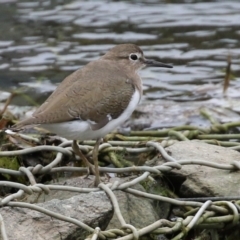 Actitis hypoleucos (Common Sandpiper) at Tuggeranong Creek to Monash Grassland - 11 Jan 2022 by RodDeb