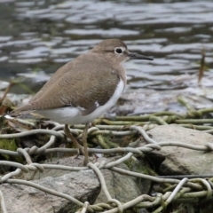 Actitis hypoleucos (Common Sandpiper) at Isabella Pond - 11 Jan 2022 by RodDeb
